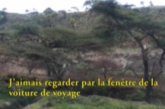 Trees and green landscape.