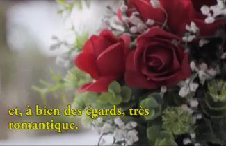 Beautiful red roses in a garden.