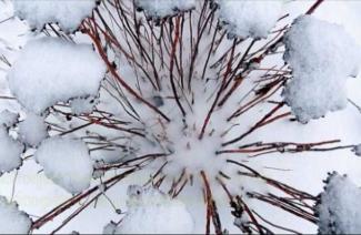 Snow-covered branches and leaves.