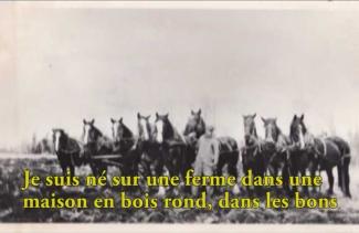 Archival image of several work horses standing side by side.