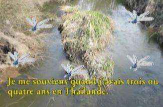 Illustrated butterflies superimposed on a picture of a river.