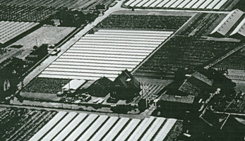Aerial view of farm in the Netherlands, with countless rows of crops.